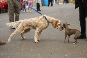 dogs-meeting-for-the-first-time-by-aresauburn